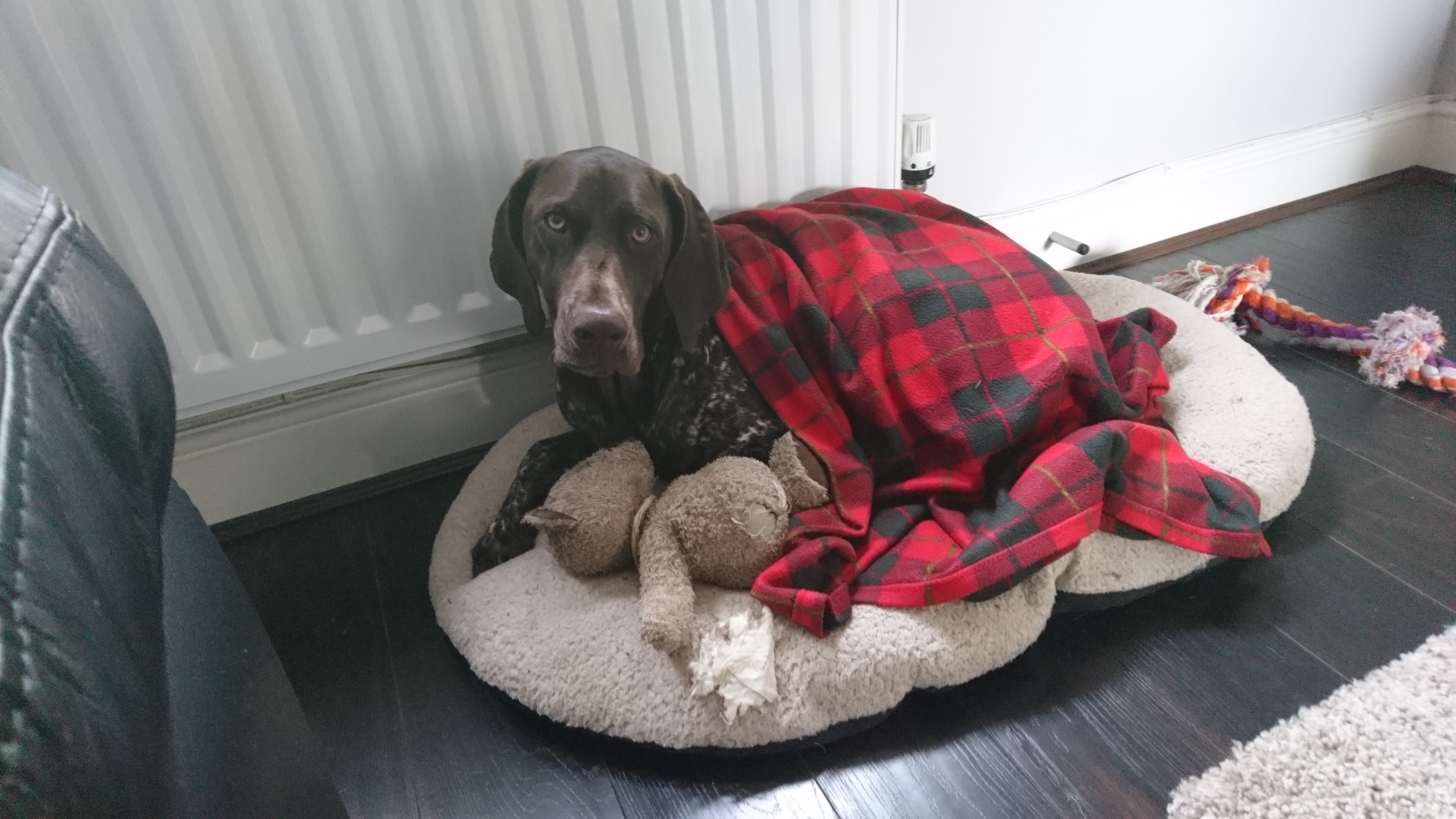 Bailey the GSP